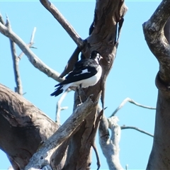 Grallina cyanoleuca (Magpie-lark) at Wooroonook, VIC - 4 Nov 2024 by MB