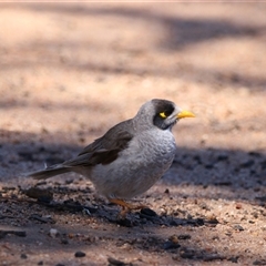 Manorina melanocephala (Noisy Miner) at Wooroonook, VIC - 4 Nov 2024 by MB