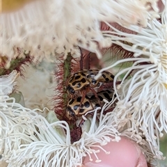 Neorrhina punctatum (Spotted flower chafer) at Mount Kembla, NSW - 2 Nov 2024 by BackyardHabitatProject