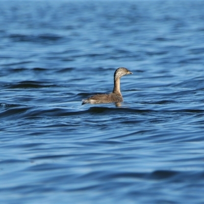 Poliocephalus poliocephalus (Hoary-headed Grebe) at Wooroonook, VIC - 4 Nov 2024 by MB