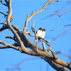 Artamus leucorynchus (White-breasted Woodswallow) at Wooroonook, VIC - 4 Nov 2024 by MB