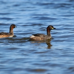 Tachybaptus novaehollandiae (Australasian Grebe) at Wooroonook, VIC - 4 Nov 2024 by MB