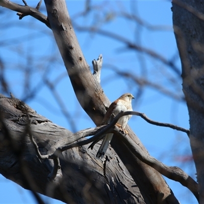 Falco cenchroides (Nankeen Kestrel) at Wooroonook, VIC - 4 Nov 2024 by MB