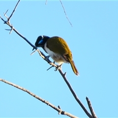 Entomyzon cyanotis (Blue-faced Honeyeater) at Wooroonook, VIC - 4 Nov 2024 by MB