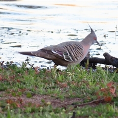 Ocyphaps lophotes (Crested Pigeon) at Wooroonook, VIC - 4 Nov 2024 by MB