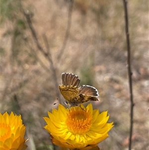 Neolucia agricola at Cook, ACT - suppressed