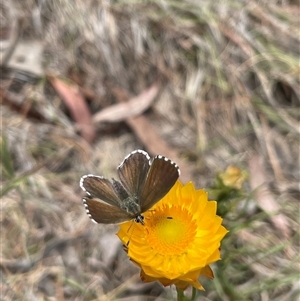 Neolucia agricola at Cook, ACT - 9 Nov 2024