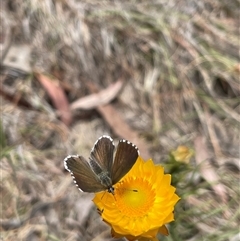 Neolucia agricola at Cook, ACT - 9 Nov 2024