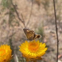 Neolucia agricola at Cook, ACT - suppressed