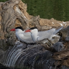 Hydroprogne caspia (Caspian Tern) at Fyshwick, ACT - 9 Nov 2024 by rawshorty