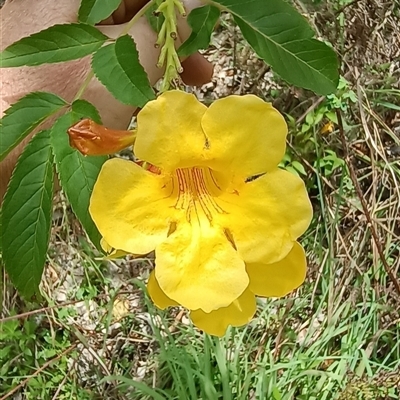 Unverified Plant by MVM