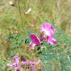 Indigofera australis subsp. australis (Australian Indigo) at Pipeclay, NSW - 11 Oct 2024 by MVM