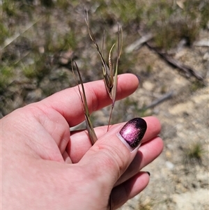 Themeda triandra at Captains Flat, NSW - 9 Nov 2024