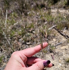 Themeda triandra at Captains Flat, NSW - 9 Nov 2024