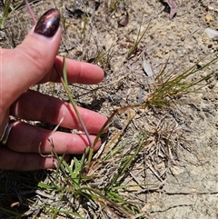 Themeda triandra at Captains Flat, NSW - 9 Nov 2024