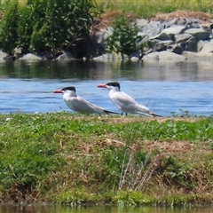 Hydroprogne caspia (Caspian Tern) at Fyshwick, ACT - 9 Nov 2024 by RodDeb