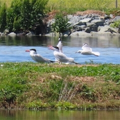 Hydroprogne caspia at Fyshwick, ACT - 9 Nov 2024