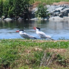 Hydroprogne caspia at Fyshwick, ACT - 9 Nov 2024