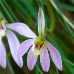 Caladenia carnea (Pink Fingers) at Uriarra, NSW - 3 Nov 2024 by Sarah2019