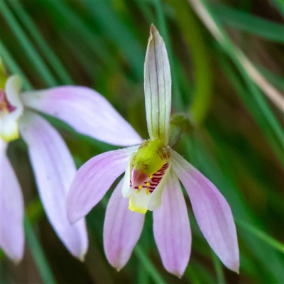 Caladenia carnea (Pink Fingers) at Uriarra, NSW - 3 Nov 2024 by Sarah2019