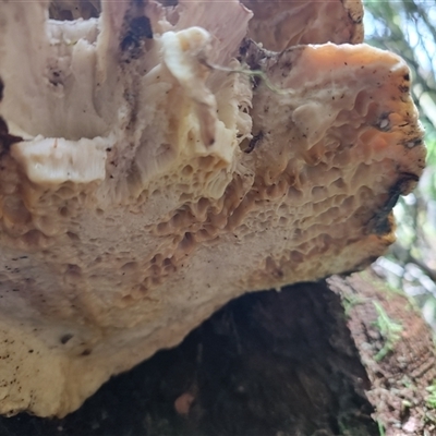 Unverified Cap on a stem; pores below cap [boletes & stemmed polypores] at Guildford, TAS - 7 Nov 2024 by LyndalT