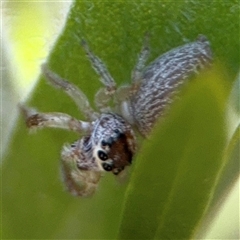 Opisthoncus sp. (genus) at Canberra, ACT - 9 Nov 2024 01:45 PM