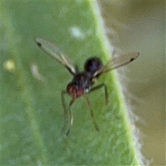 Parapalaeosepsis plebeia at Canberra, ACT - 9 Nov 2024