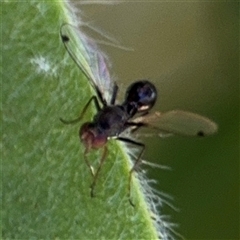 Parapalaeosepsis plebeia at Canberra, ACT - 9 Nov 2024