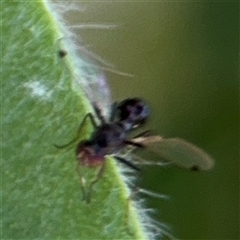 Parapalaeosepsis plebeia at Canberra, ACT - 9 Nov 2024