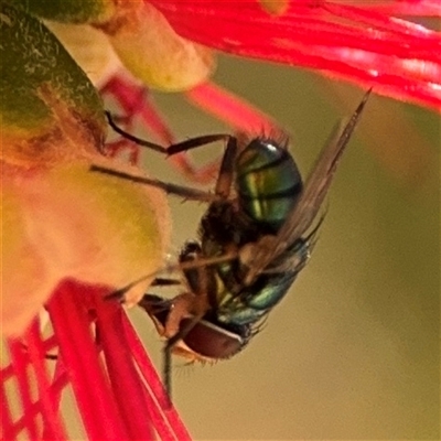 Lucilia sp. (genus) (A blowfly) at Canberra, ACT - 9 Nov 2024 by Hejor1