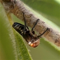 Eurymelinae (subfamily) (Unidentified eurymeline leafhopper) at Canberra, ACT - 9 Nov 2024 by Hejor1