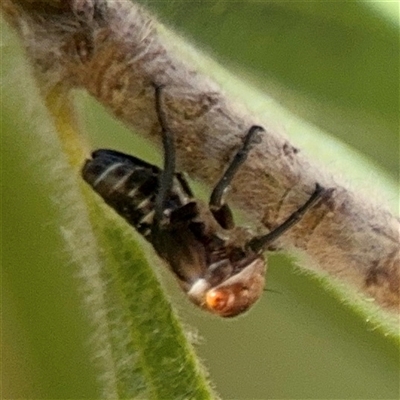 Eurymelinae (subfamily) (Unidentified eurymeline leafhopper) at Canberra, ACT - 9 Nov 2024 by Hejor1