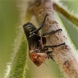 Eurymelinae (subfamily) at Canberra, ACT - 9 Nov 2024