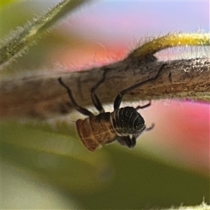 Eurymelinae (subfamily) at Canberra, ACT - 9 Nov 2024