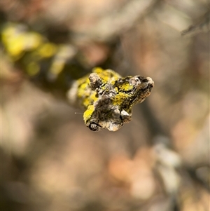 Chrysothrix sp. (genus) at Canberra, ACT - 9 Nov 2024