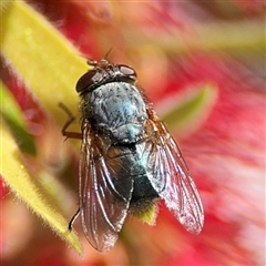 Calliphora augur (Lesser brown or Blue-bodied blowfly) at Canberra, ACT - 9 Nov 2024 by Hejor1