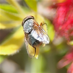 Calliphora augur at Canberra, ACT - 9 Nov 2024