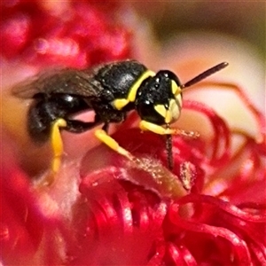 Hylaeus (Gnathoprosopis) euxanthus at Canberra, ACT - 9 Nov 2024