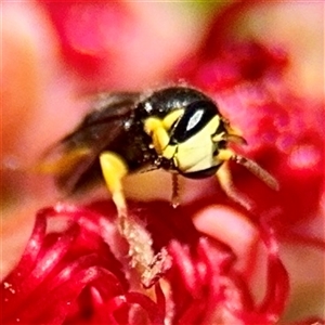 Hylaeus (Gnathoprosopis) euxanthus at Canberra, ACT - 9 Nov 2024