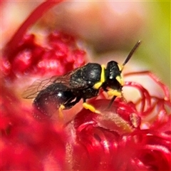 Hylaeus (Gnathoprosopis) euxanthus at Canberra, ACT - 9 Nov 2024