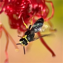 Hylaeus (Gnathoprosopis) euxanthus at Canberra, ACT - 9 Nov 2024