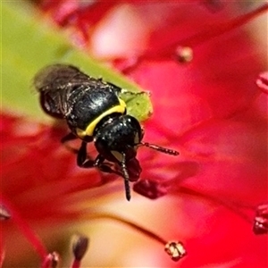 Hylaeus (Gnathoprosopis) amiculinus at Canberra, ACT - 9 Nov 2024