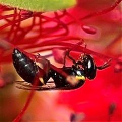 Hylaeus (Gnathoprosopis) amiculinus at Canberra, ACT - 9 Nov 2024 01:43 PM