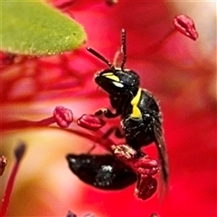 Hylaeus (Gnathoprosopis) amiculinus at Canberra, ACT - 9 Nov 2024 01:43 PM