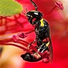 Hylaeus (Gnathoprosopis) amiculinus at Canberra, ACT - 9 Nov 2024