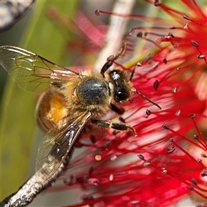 Apis mellifera at Canberra, ACT - 9 Nov 2024