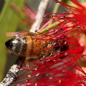 Apis mellifera at Canberra, ACT - 9 Nov 2024