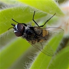 Tritaxys sp. (genus) (A bristle fly) at Canberra, ACT - 9 Nov 2024 by Hejor1