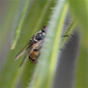 Tritaxys sp. (genus) at Canberra, ACT - 9 Nov 2024