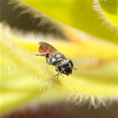 Hylaeus (Prosopisteron) littleri at Canberra, ACT - 9 Nov 2024